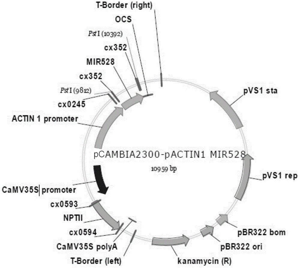 Controlling sites of miR528 and applications thereof