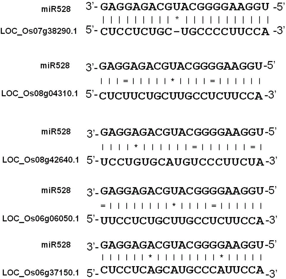 Controlling sites of miR528 and applications thereof