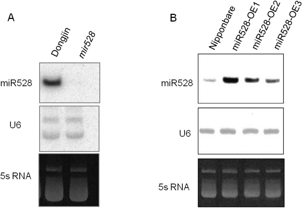 Controlling sites of miR528 and applications thereof