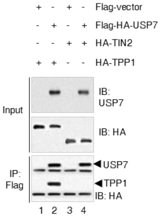Medicinal uses of the ubiquitin protease usp7 in aging and related diseases