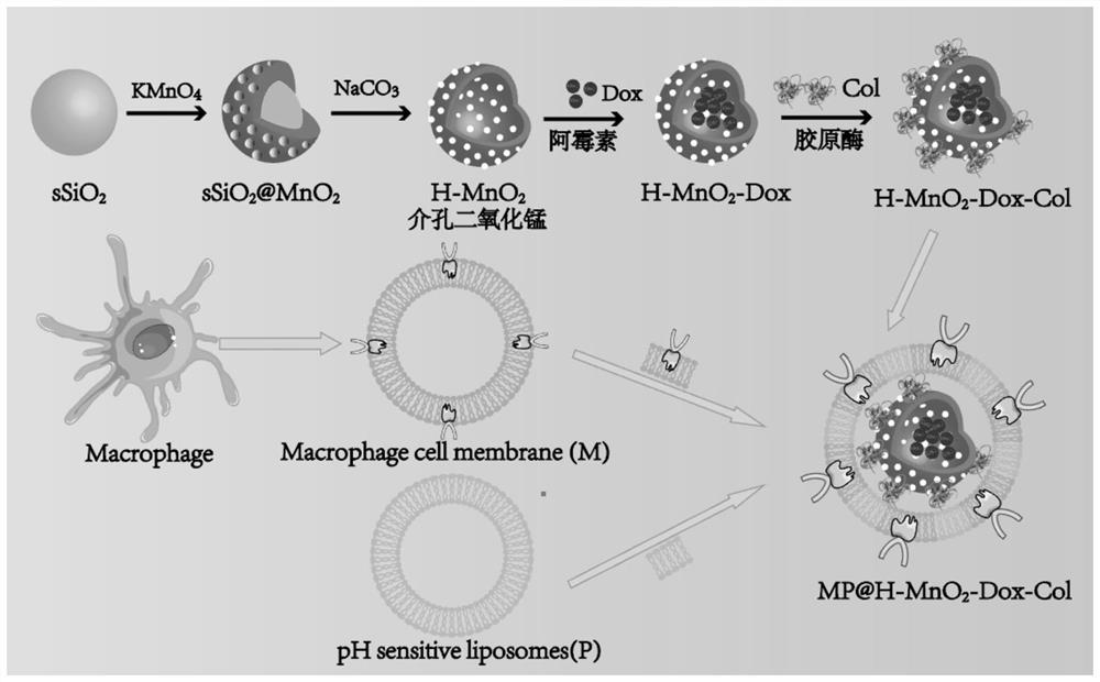 Nanometer delivery system capable of promoting permeation, relieving tumor hypoxia and targeting tumor cells as well as preparation method and application of nanometer delivery system