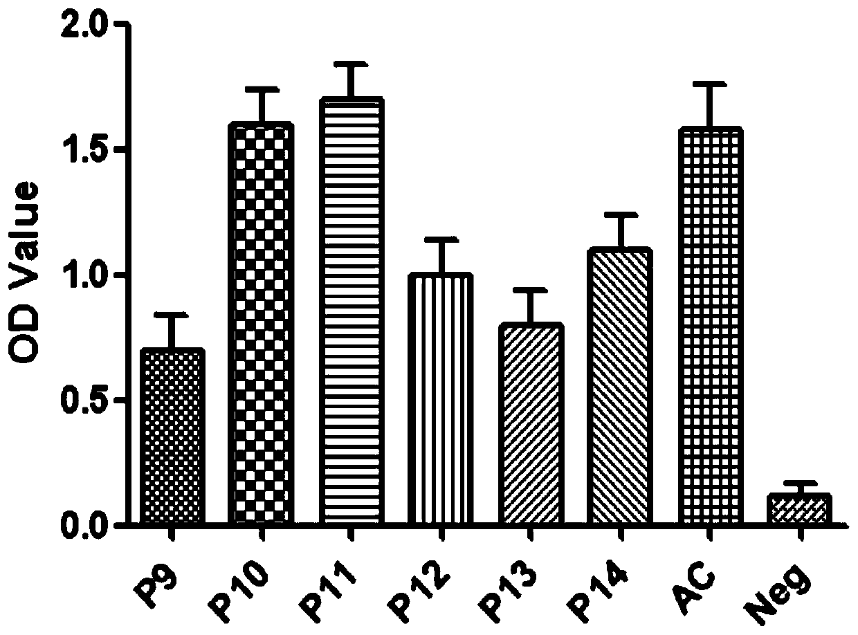 A kind of porcine circular synthetic peptide vaccine and its preparation method and application