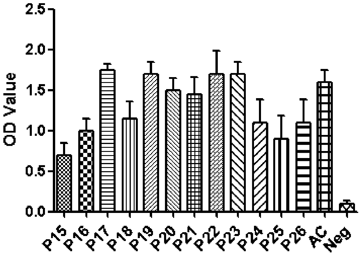 A kind of porcine circular synthetic peptide vaccine and its preparation method and application