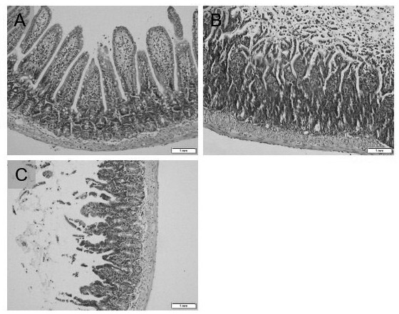 Application of piceatannol-3'-O-beta-D-glucopyranoside in treatment of small intestine ischemia/reperfusion injury