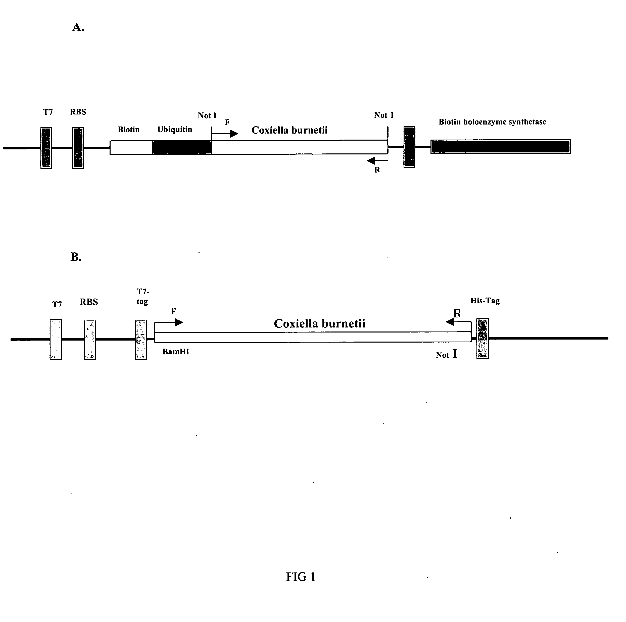 Recombinant antigens for the detection of coxiella burnetii