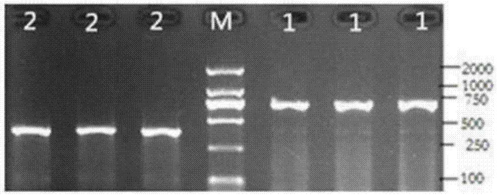 Detection method of yak FOXO1 gene single nucleotide polymorphism and kit thereof