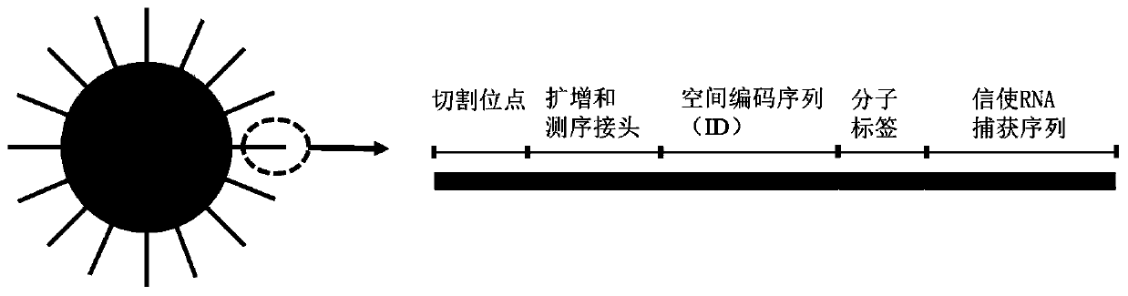 Space transcriptome sequencing method