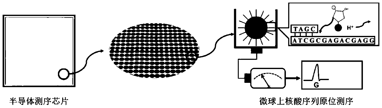 Space transcriptome sequencing method