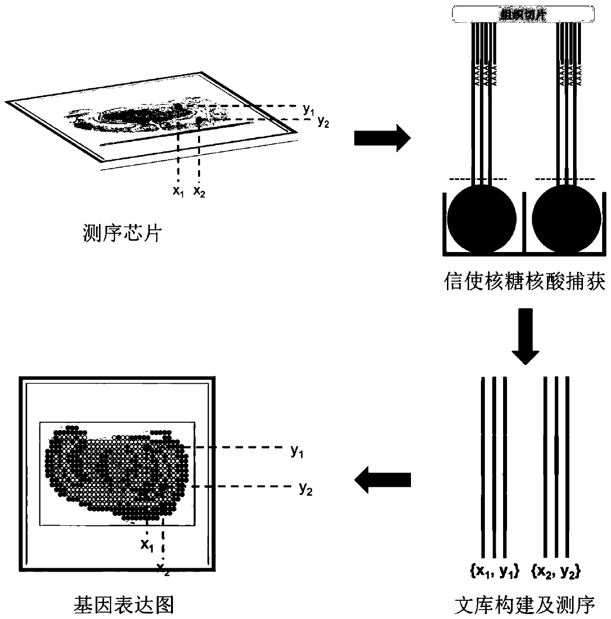 Space transcriptome sequencing method