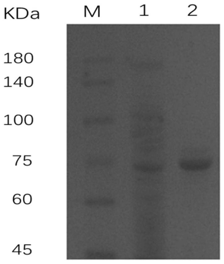 Chitin endonuclease CmChi4 as well as cloning expression and application thereof