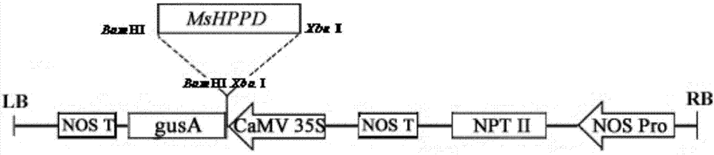 Application of a Medicago p-Hydroxyphenylpyruvate Dioxygenase Gene