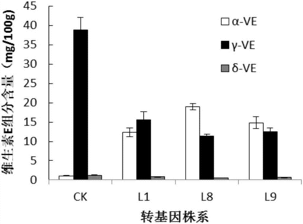 Application of a Medicago p-Hydroxyphenylpyruvate Dioxygenase Gene