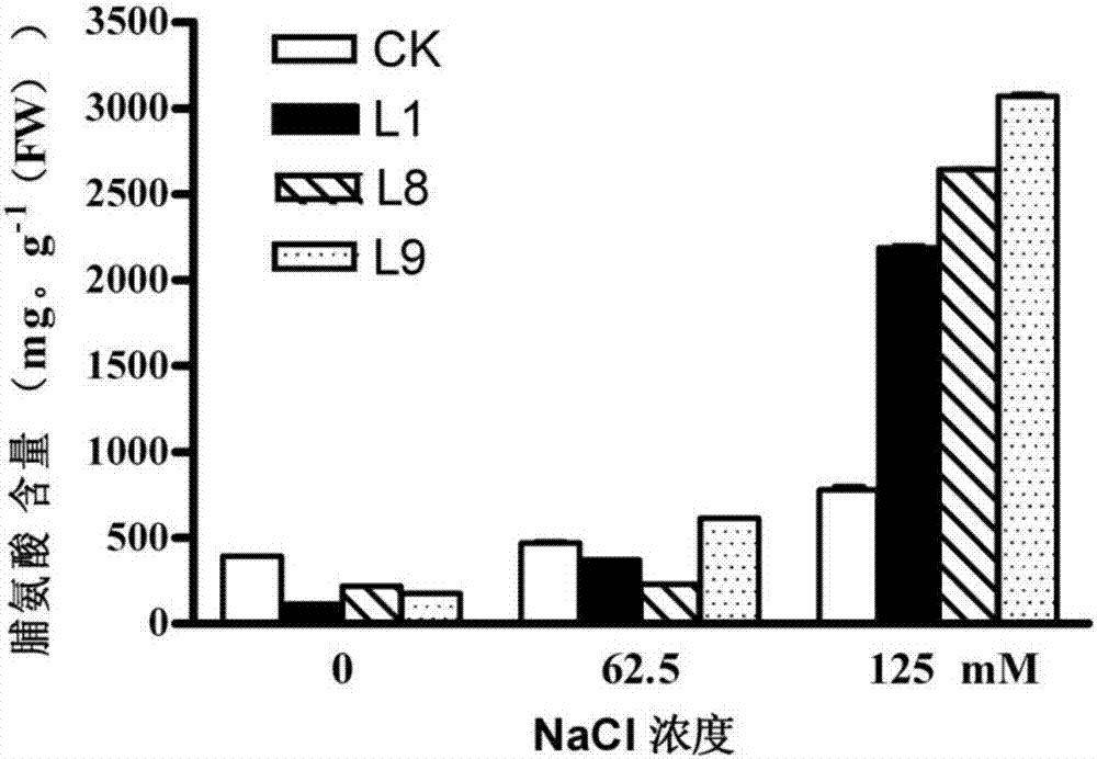 Application of a Medicago p-Hydroxyphenylpyruvate Dioxygenase Gene