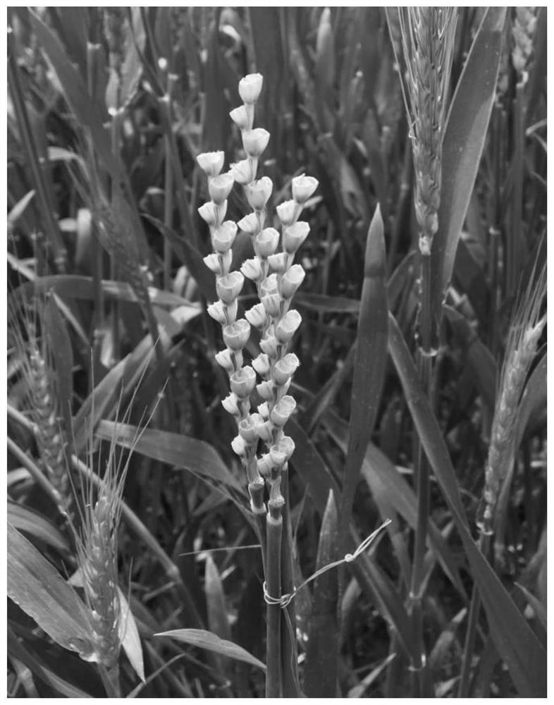 An Improved Cross Pollination Method for Improving Wheat Seed Setting Rate