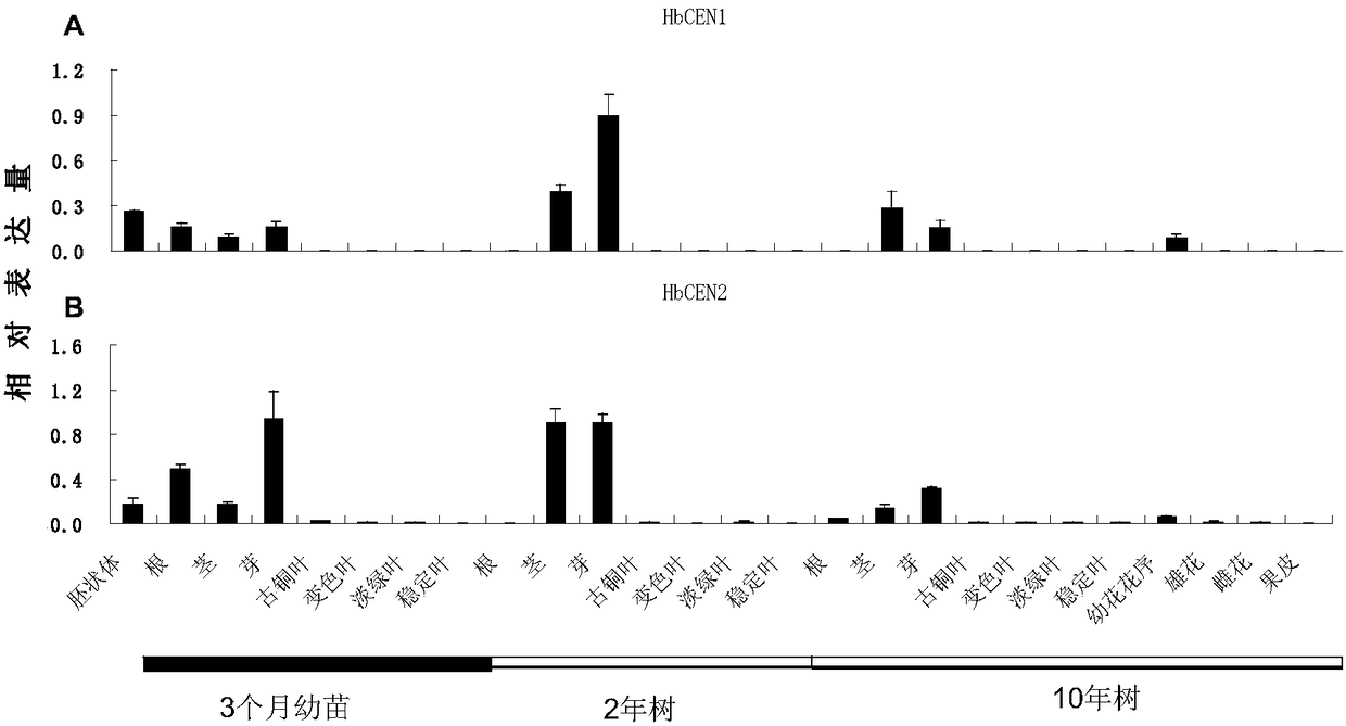 A rubber tree flowering regulation protein hbcen2 and its coding gene and application