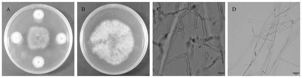 A strain of Paenibacillus polymyxa and its application in the control of various soil-borne diseases