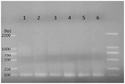 Molecular marker primer combination for rapid high-throughput identification of sex traits of torreya grandis and application thereof