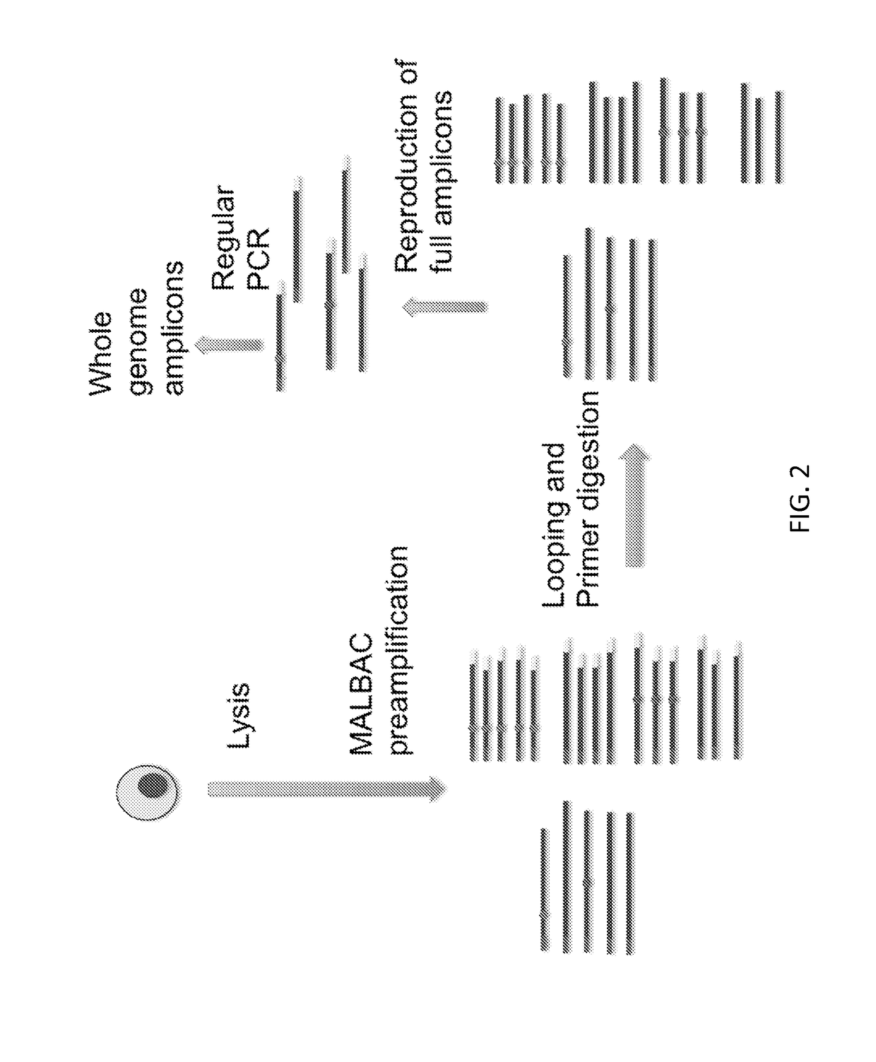 Methods of linearly amplifying whole genome of a single cell