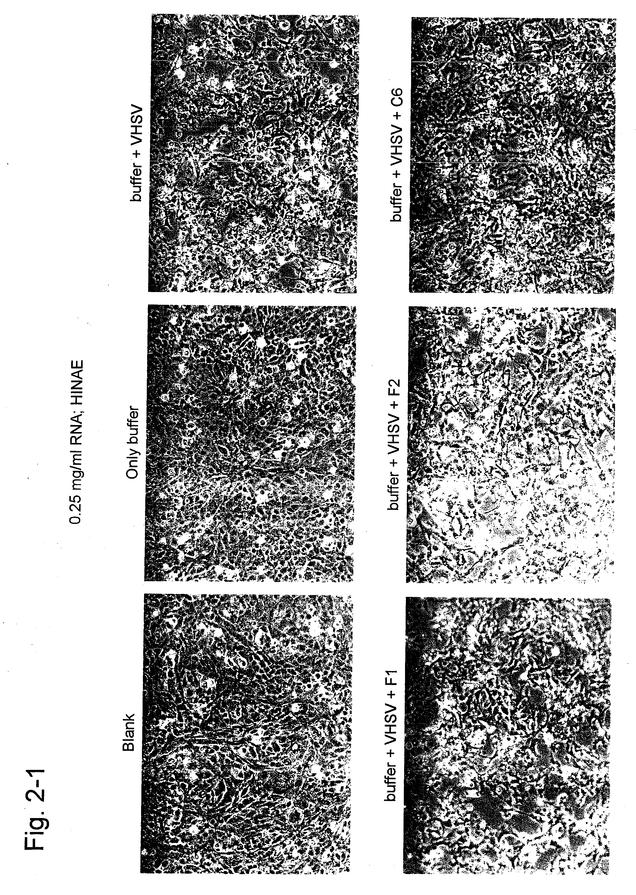 Aptamer capable of binding to viral hemorrhagic septicemia virus