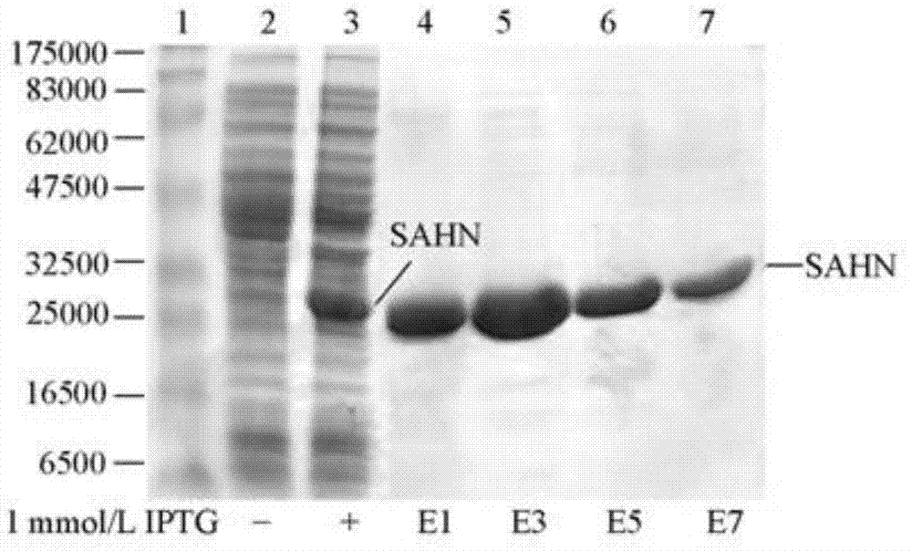 Specific inhibition compound of SAHN enzyme protein and synthetic method of specific inhibition compound