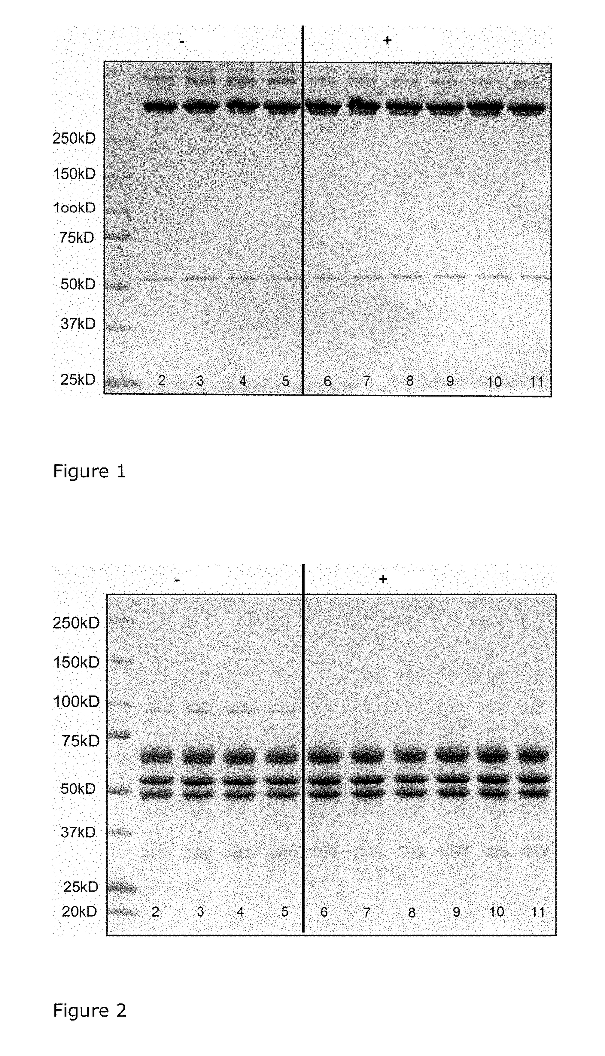 Process for production of fibrinogen and fibrinogen produced thereby