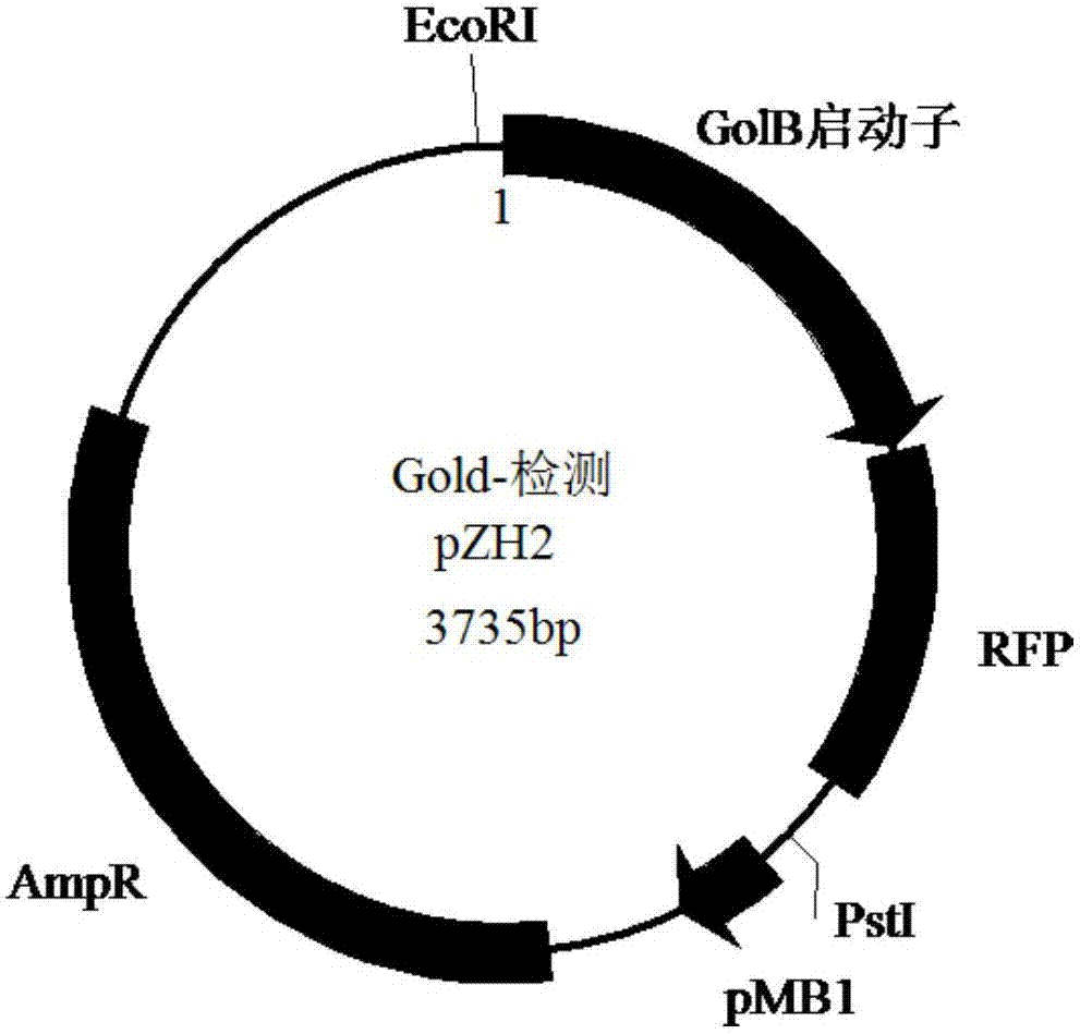 Gold ion detection and adsorption system, host bacteria thereof and gold ion recycling method