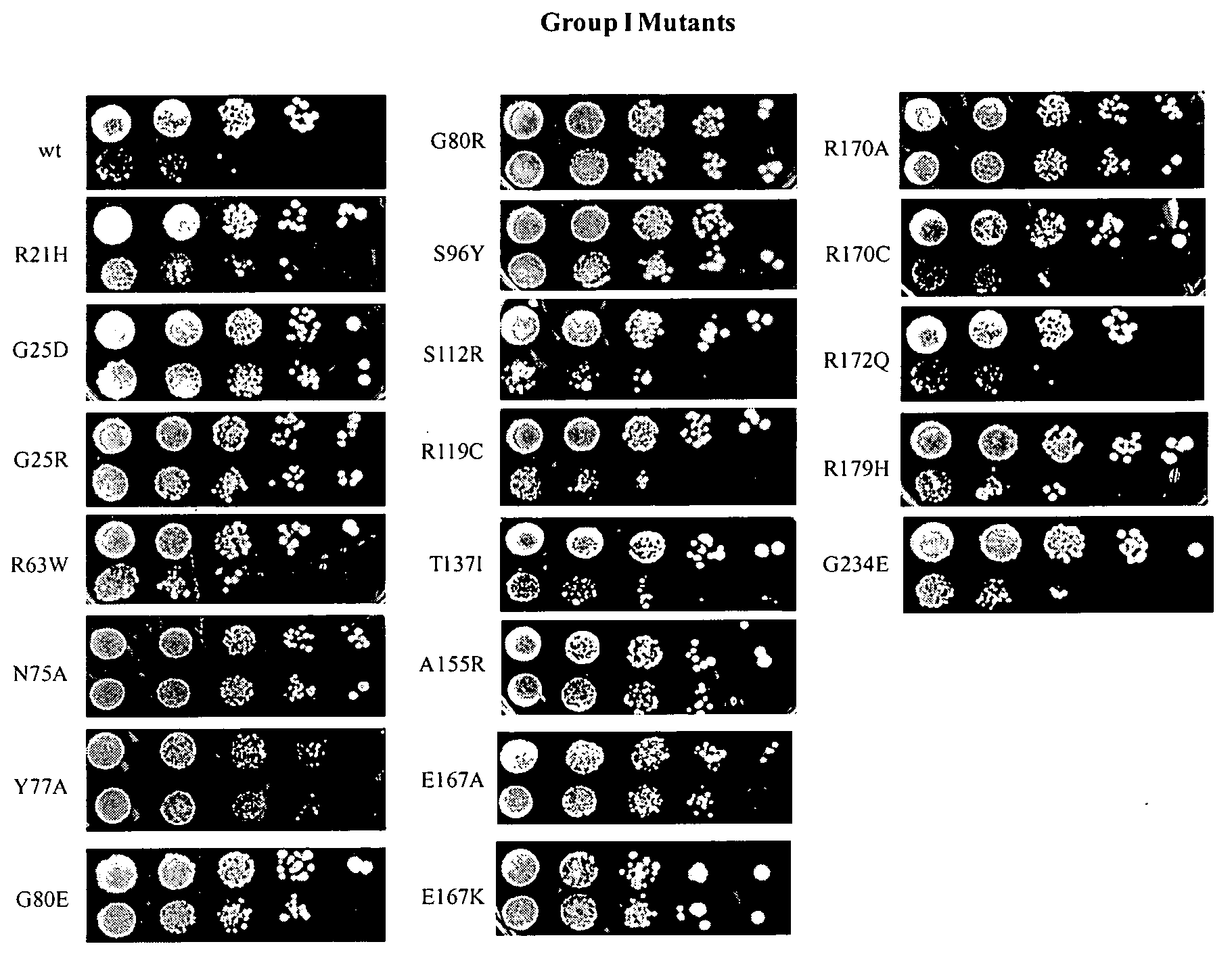 Nontoxic shiga-like toxin mutant compositions and methods