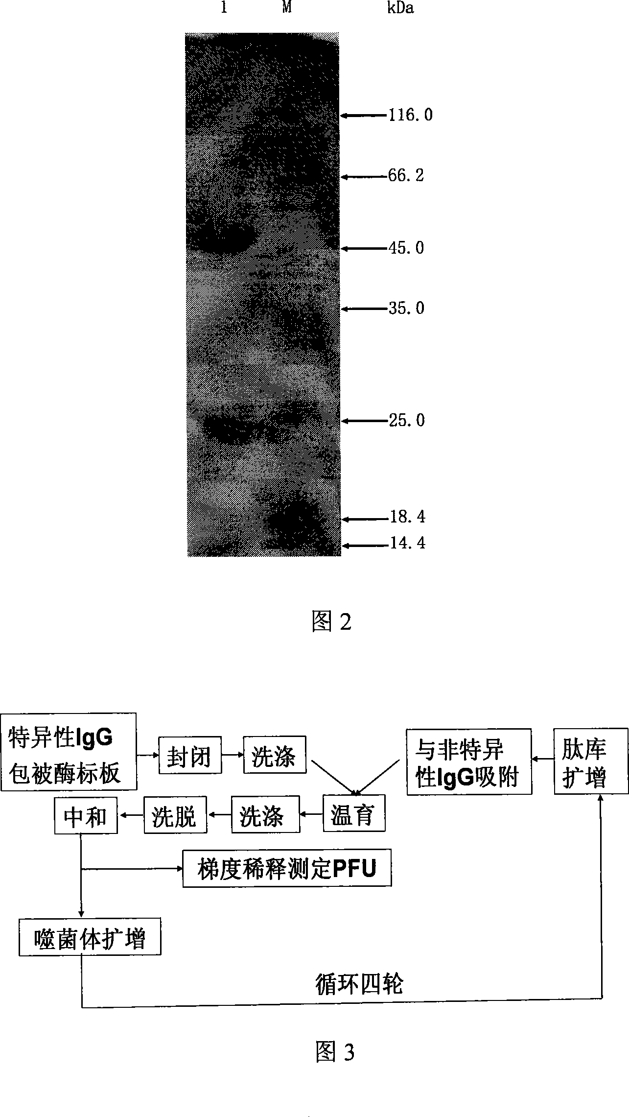 H3 type flu virus hemagglutinin space conformation simulation antigen epitope and application thereof