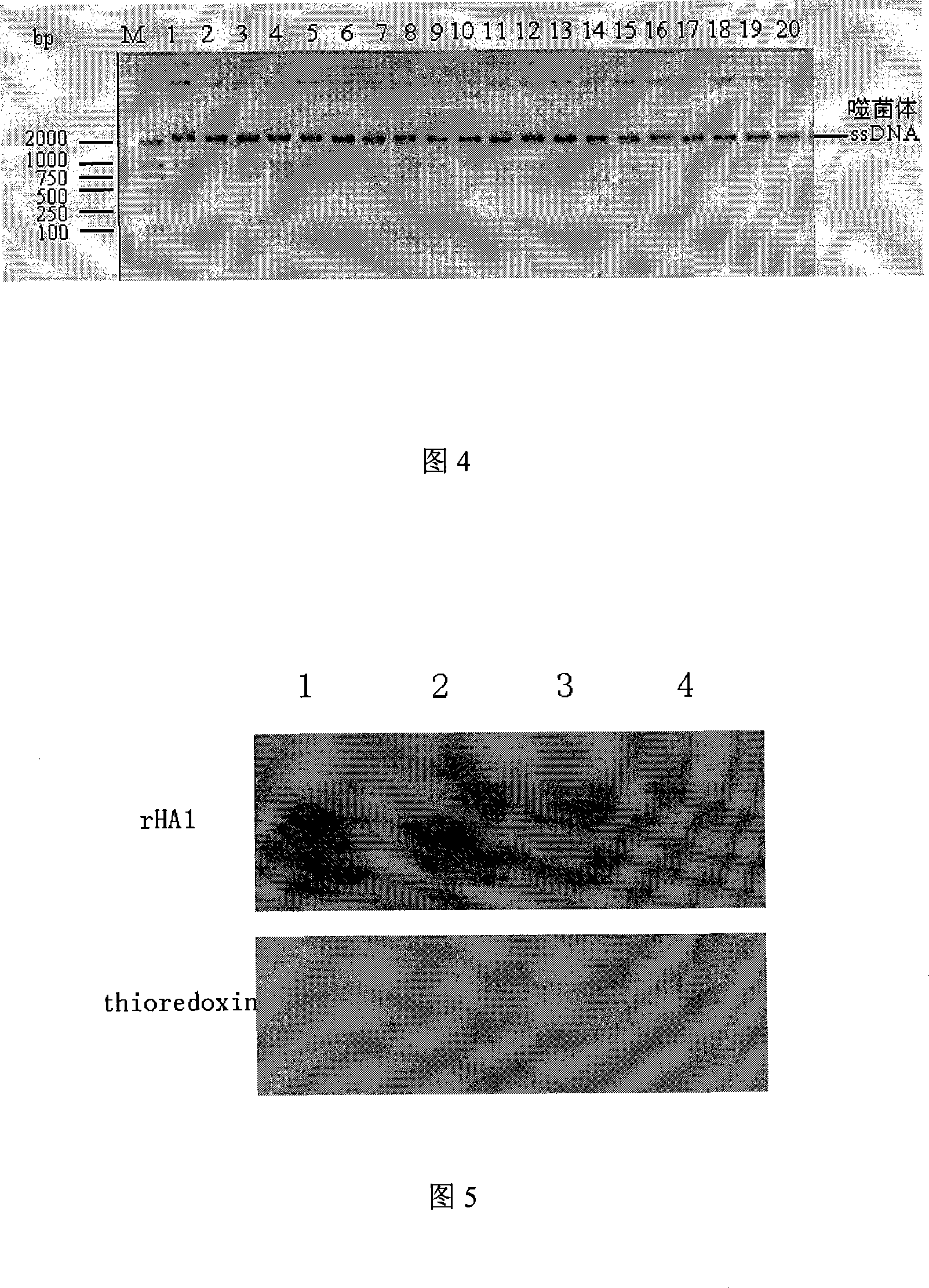 H3 type flu virus hemagglutinin space conformation simulation antigen epitope and application thereof