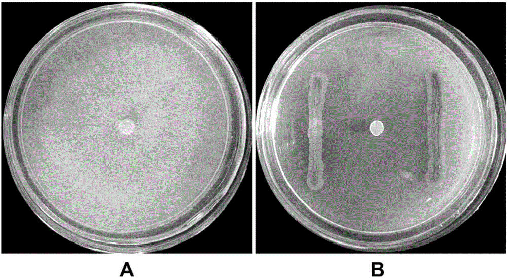 Bacterial strain with effects of degrading inorganic phosphorus and antagonizing cytospora chrysosperma and application of bacterial strain