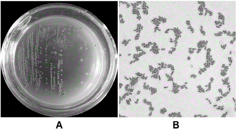 Bacterial strain with effects of degrading inorganic phosphorus and antagonizing cytospora chrysosperma and application of bacterial strain