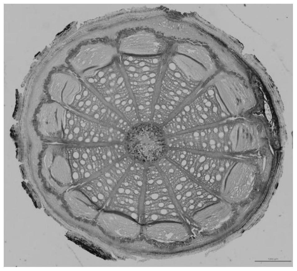 Microscopic shooting method for joint development of single-refraction plant tissue and double-refraction plant tissue