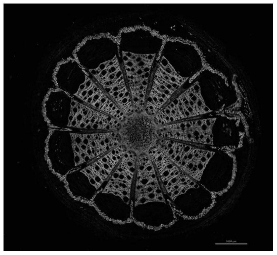 Microscopic shooting method for joint development of single-refraction plant tissue and double-refraction plant tissue