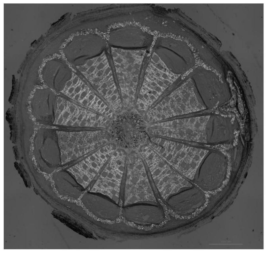 Microscopic shooting method for joint development of single-refraction plant tissue and double-refraction plant tissue