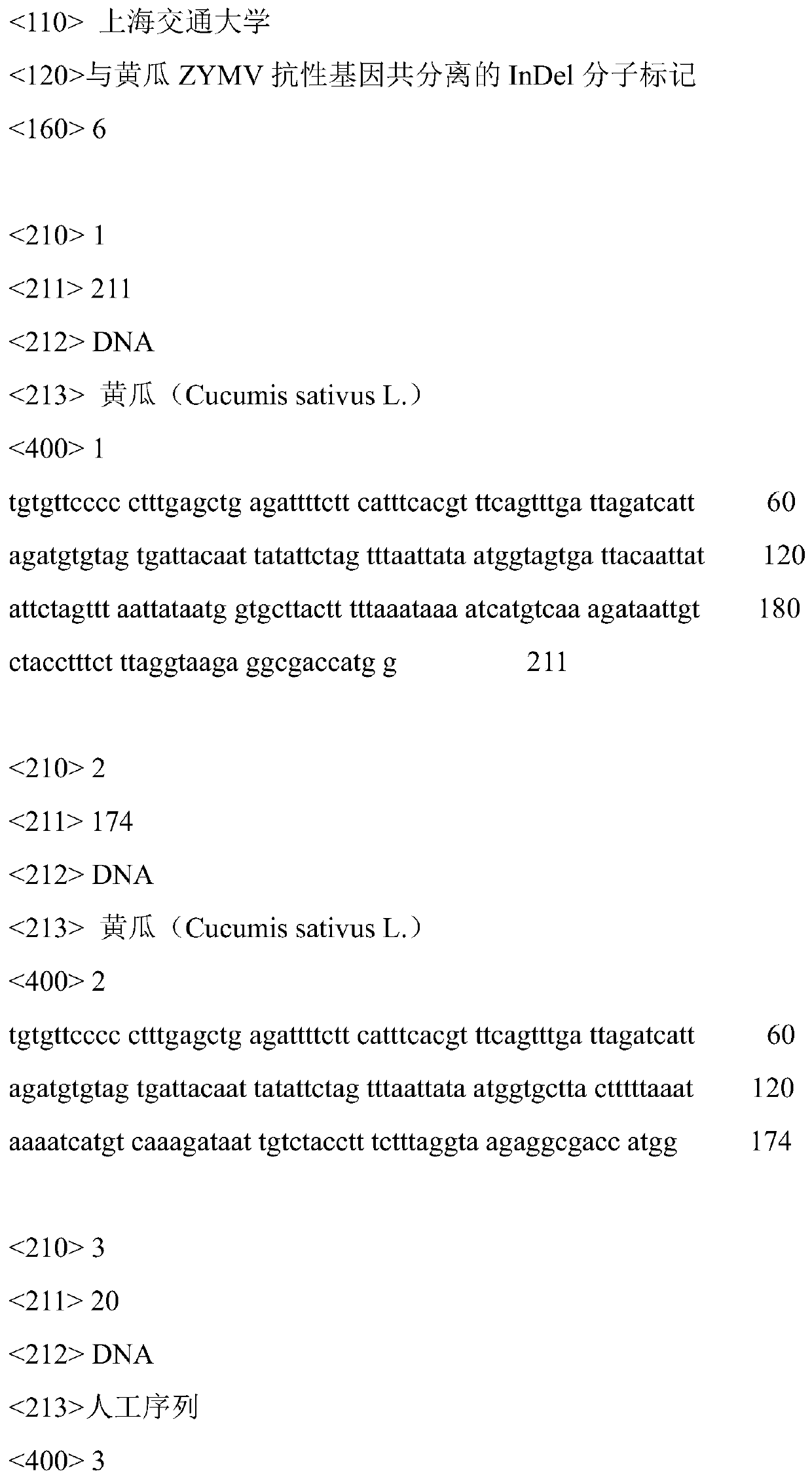 Indel molecular marker co-segregating with cucumber ZymV resistance gene