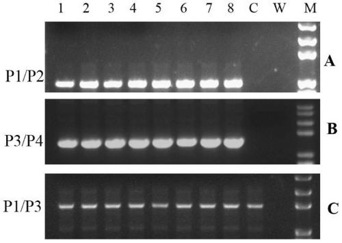 A seamless gene editing method based on SSA repair using CRISPR/Cas9 technology