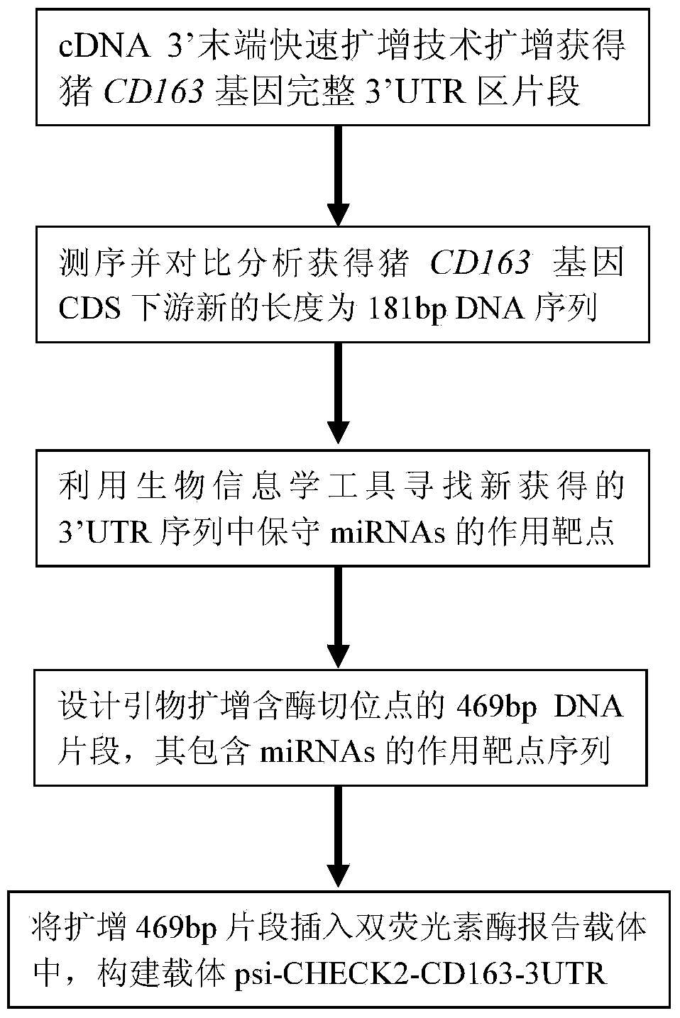Dual-luciferase reporter gene carrier based on porcine CD163 gene