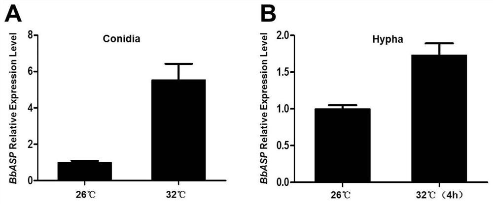 Application of aspartic protease gene in improvement of beauveria bassiana variety