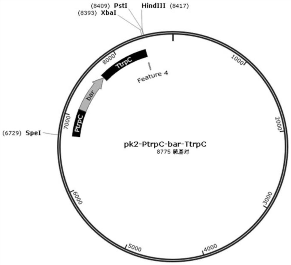 Application of aspartic protease gene in improvement of beauveria bassiana variety