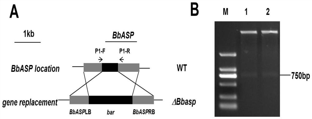 Application of aspartic protease gene in improvement of beauveria bassiana variety