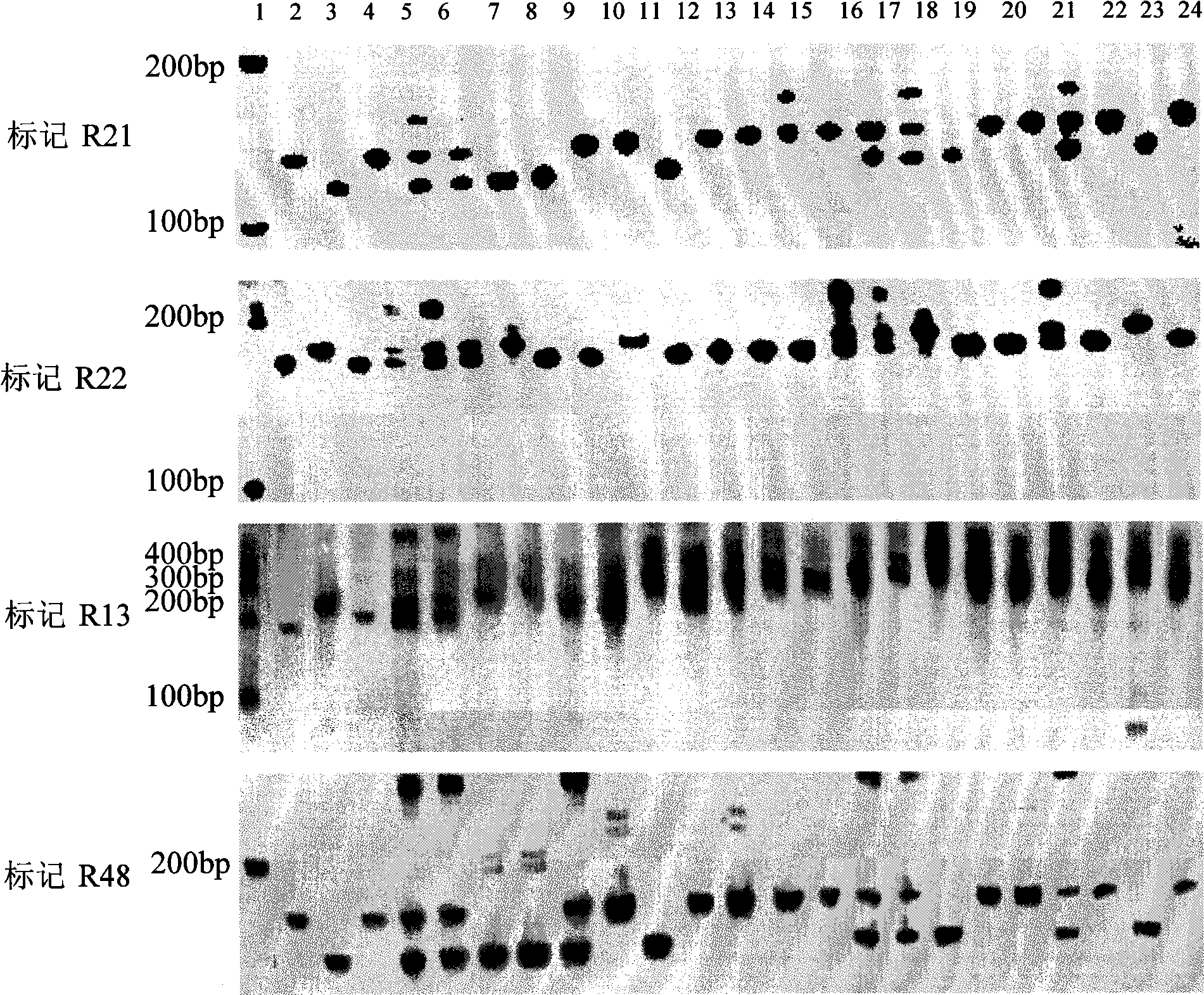 Molecular marker method for rice anti-rice stripe major gene loci qSTV11
