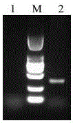 Preparation method for GII Norovirus virus-like particles and application thereof