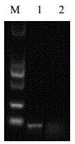 Preparation method for GII Norovirus virus-like particles and application thereof