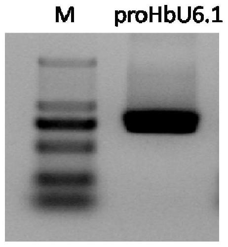 Rubber tree U6 gene promoter proHbU6.1 and clone and applications thereof