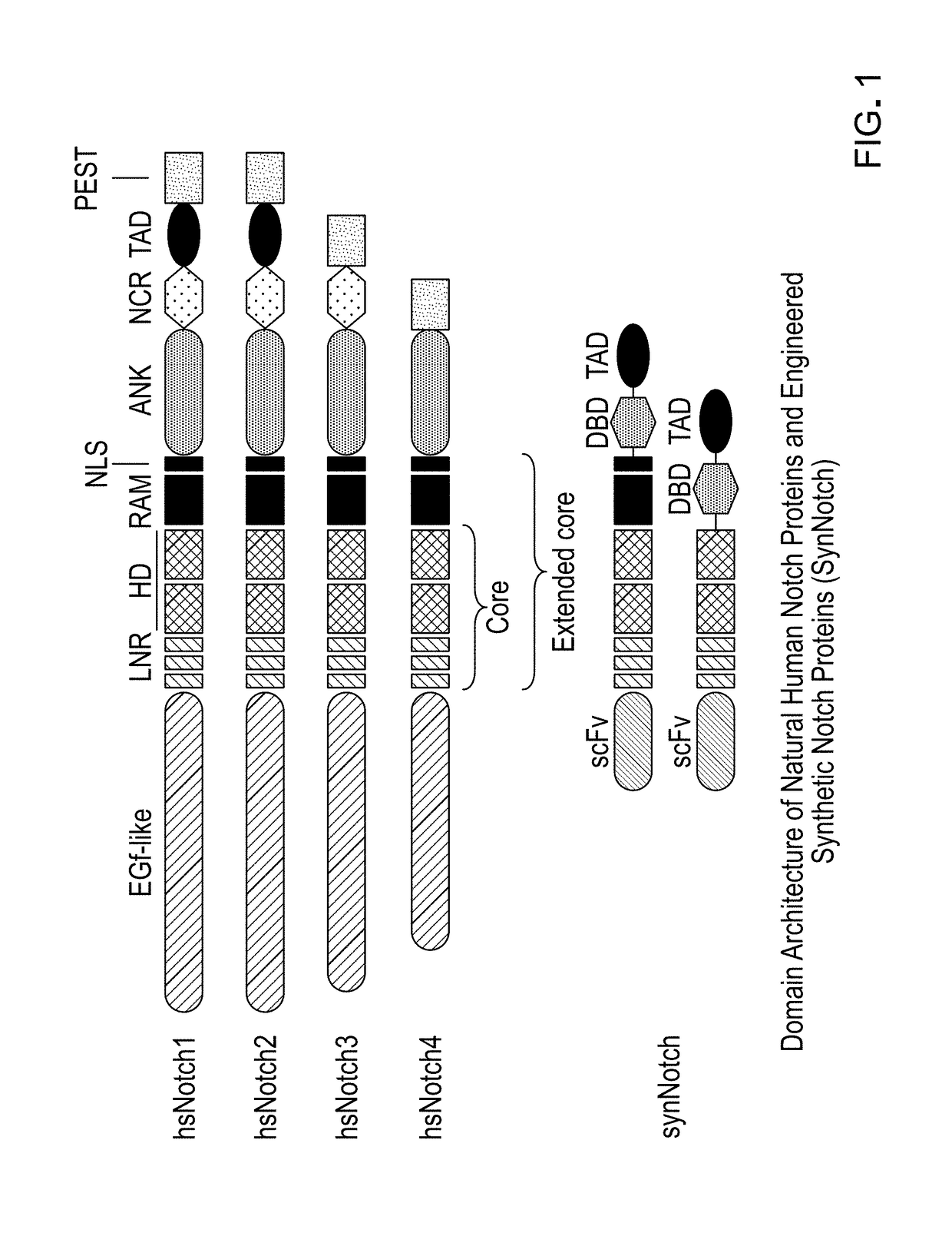 Methods and compositions for reducing the immunogenicity of chimeric notch receptors