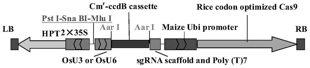 Application of an osga3ox1 gene in the creation of rice male sterile lines