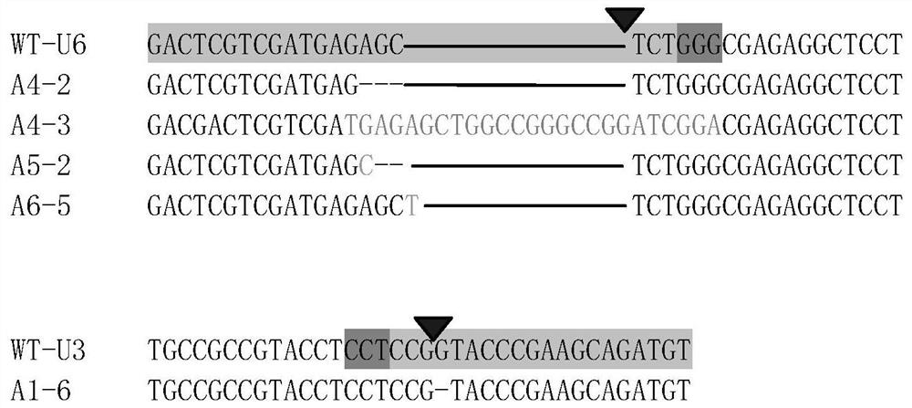 Application of an osga3ox1 gene in the creation of rice male sterile lines