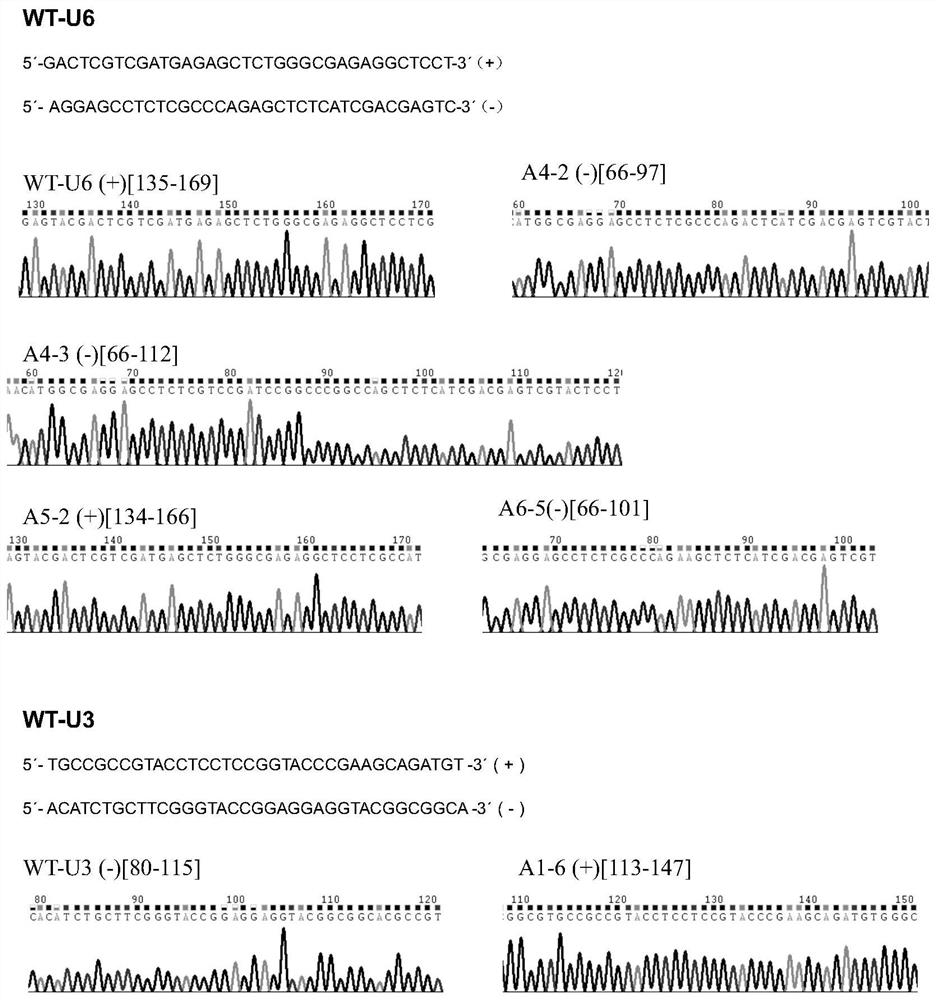 Application of an osga3ox1 gene in the creation of rice male sterile lines