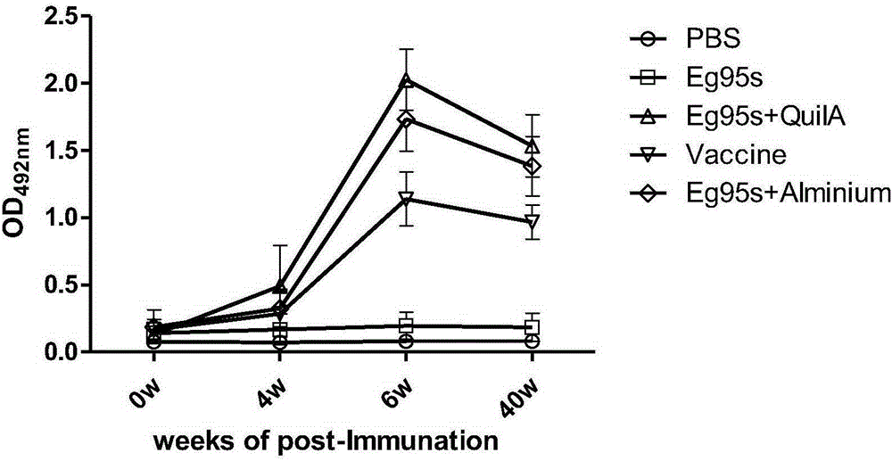 Novel water-soluble echinococosis granulosis vaccine with immune adjuvants