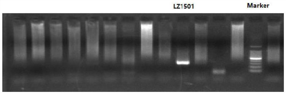 human type-III parainfluenza virus cold-adapted temperature-sensitive strain and application of cold-adapted temperature-sensitive strain